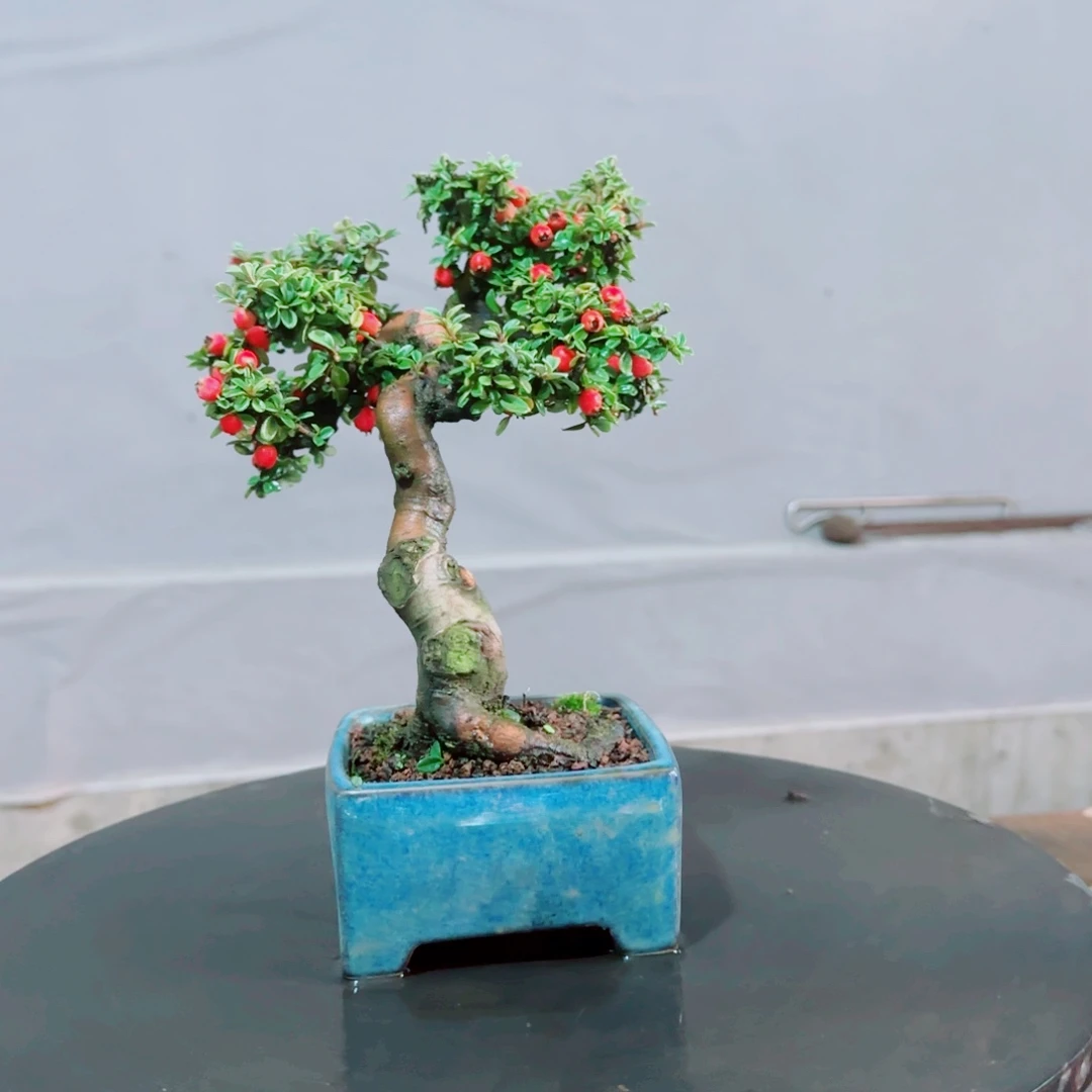 小***业白花小叶珍珠栒子