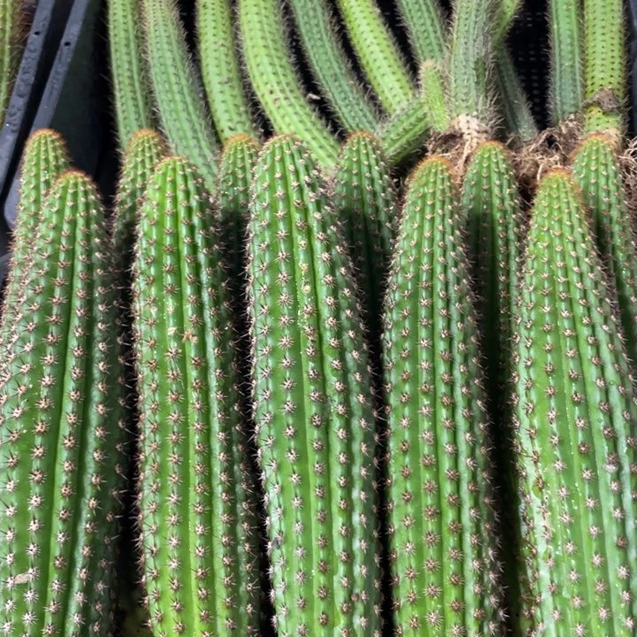 自根金妞卡布奇诺保20公分