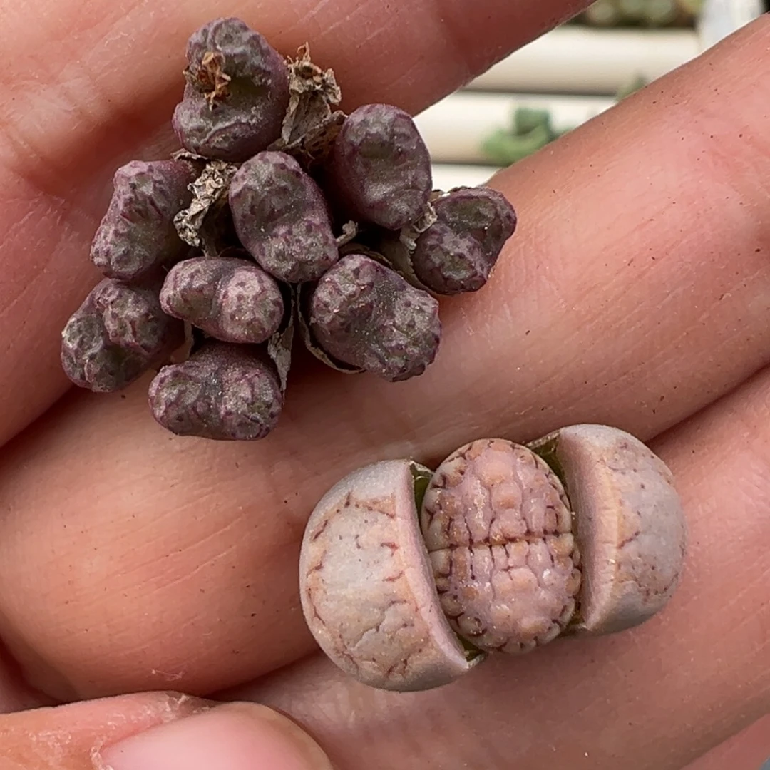 12.20好看的多肉脱土发货？351