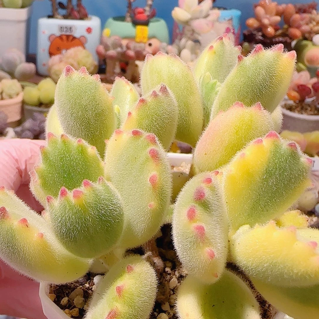 T肥肥熊童子盆口7cm