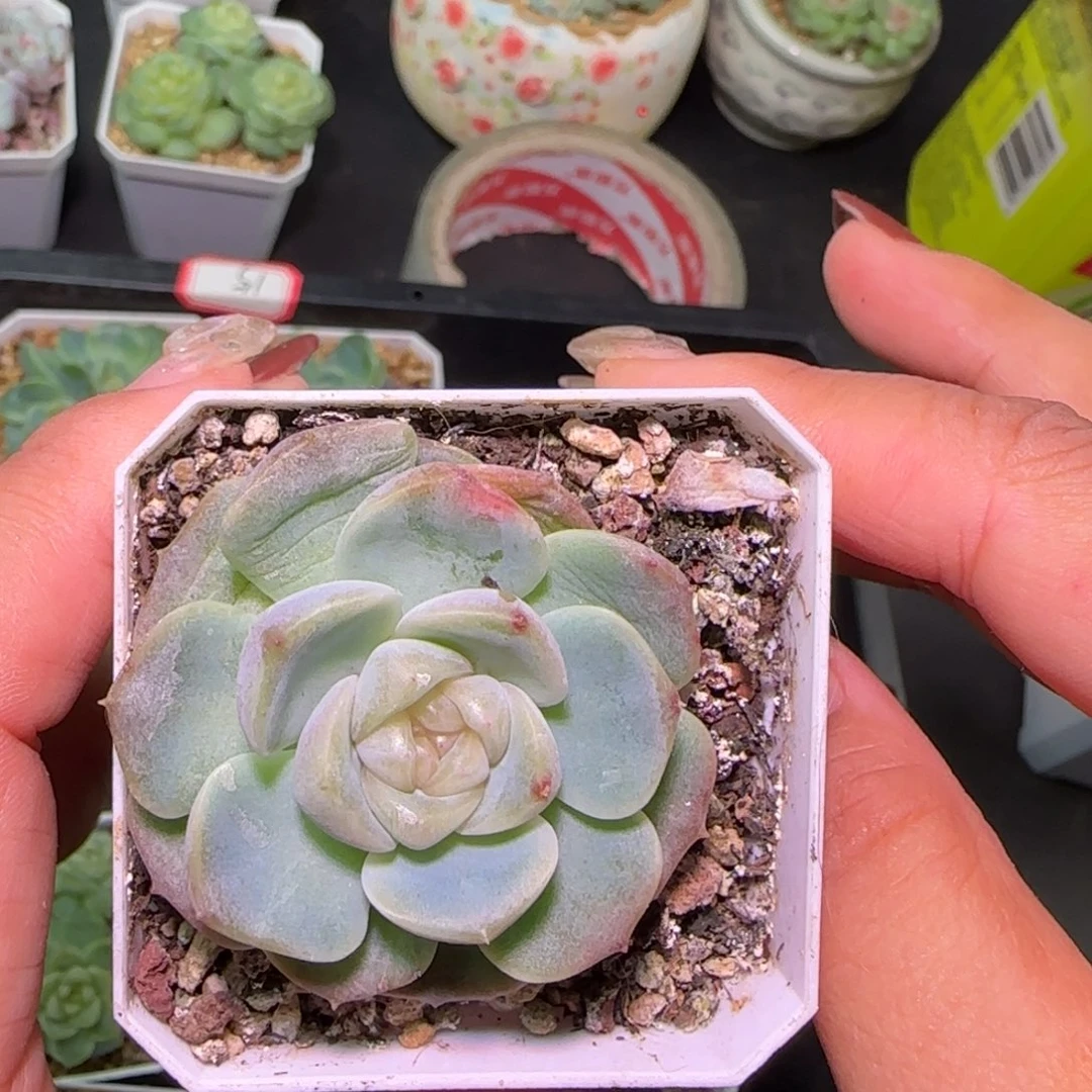 m***o单头良辰 天天开心