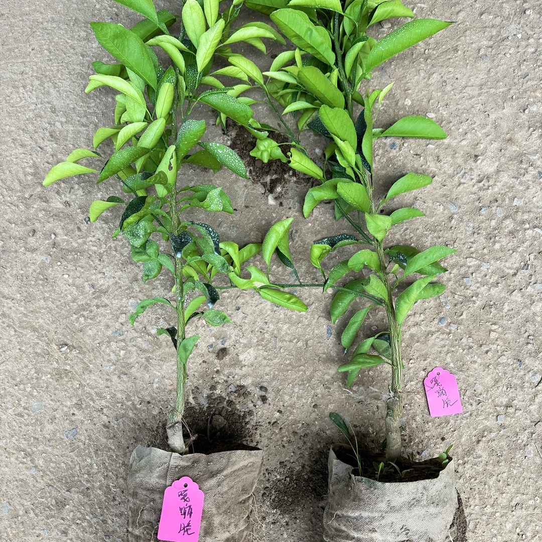 嘎嘣脆树苗新品种糖度16到20度11月采摘尤加利叶