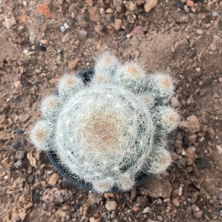 惑星仙人球实生根