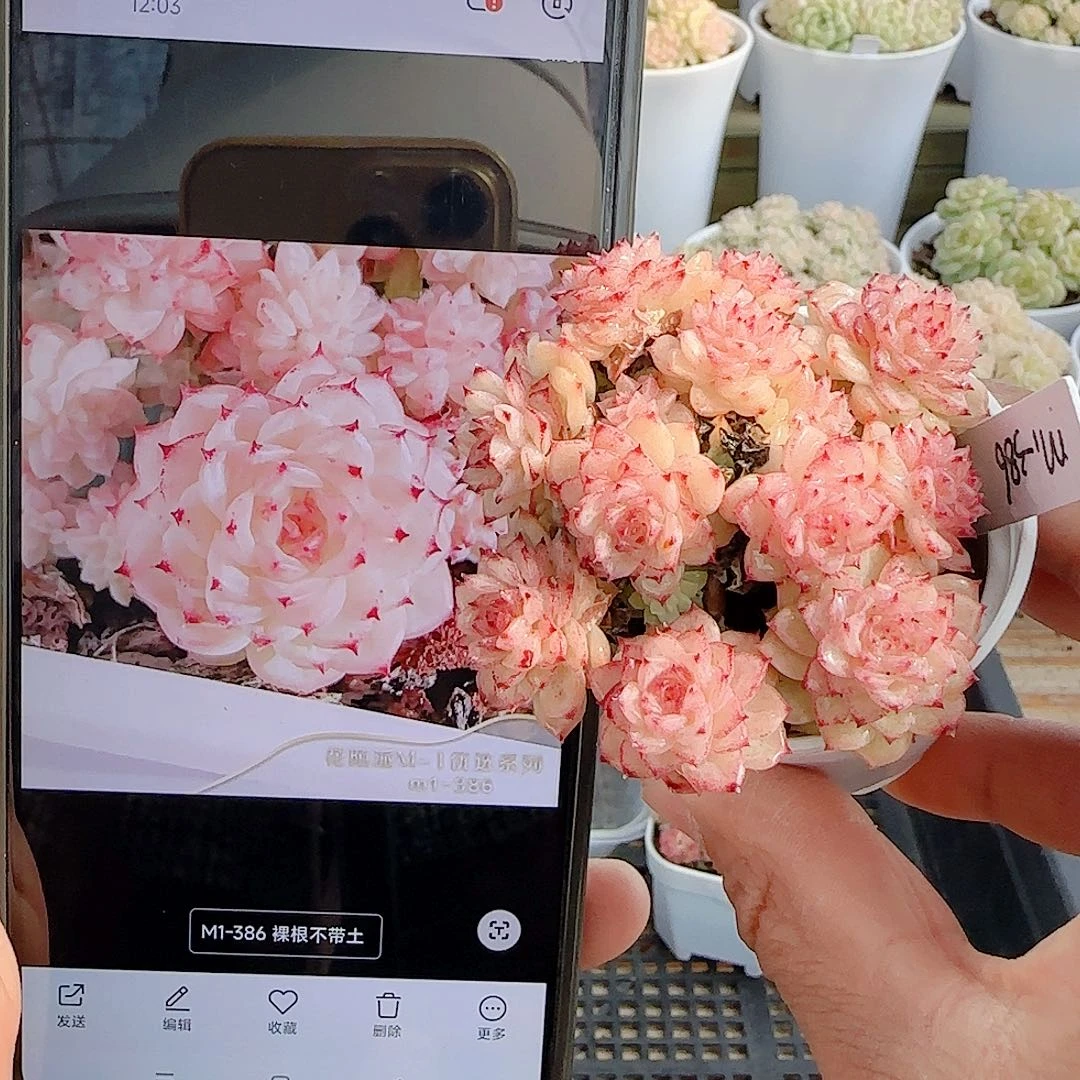 1210-74（m1-386）优选多肉