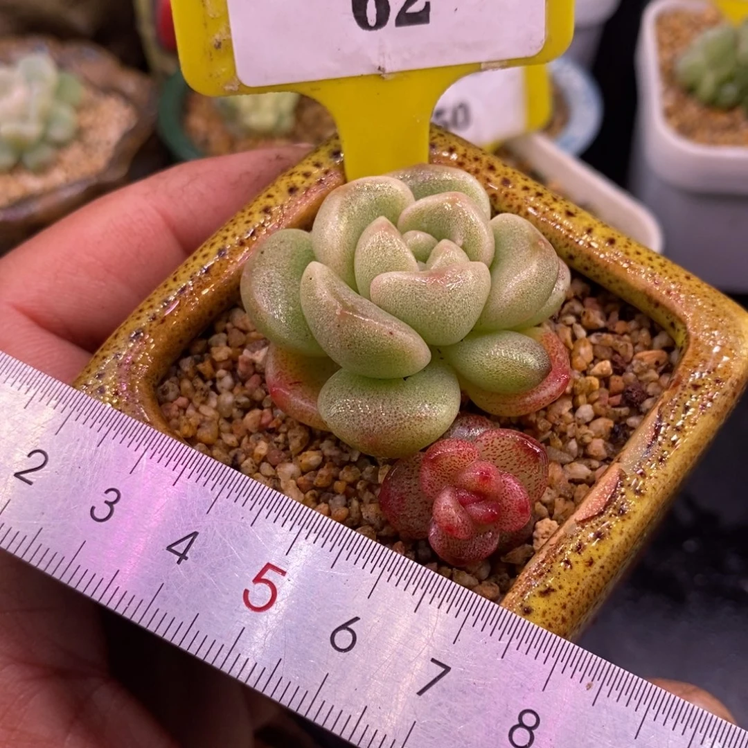 162冰玉石化红锦精控……