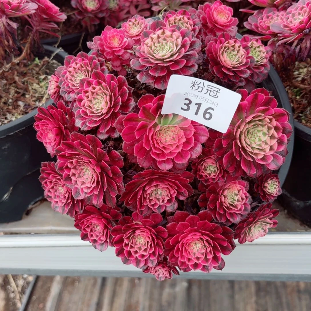 316 多肉植物法师锦