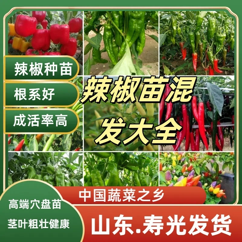 山东寿光直发各种辣椒苗秧混发大全带土阳台菜园盆栽均可