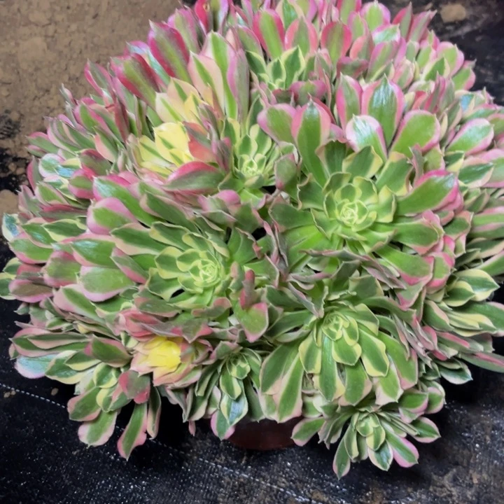 白凤多肉植物捧花多肉