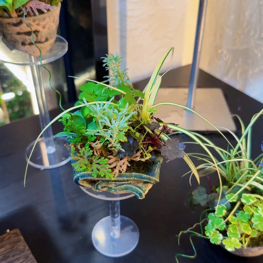 宁****库日本手作盆山野草