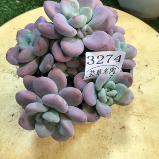 红洛神，3274，一物一拍
