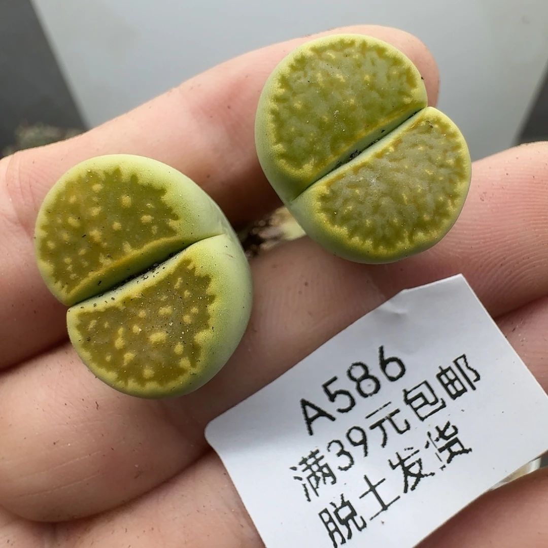 586多肉哈哈给哈哈哈哈哈