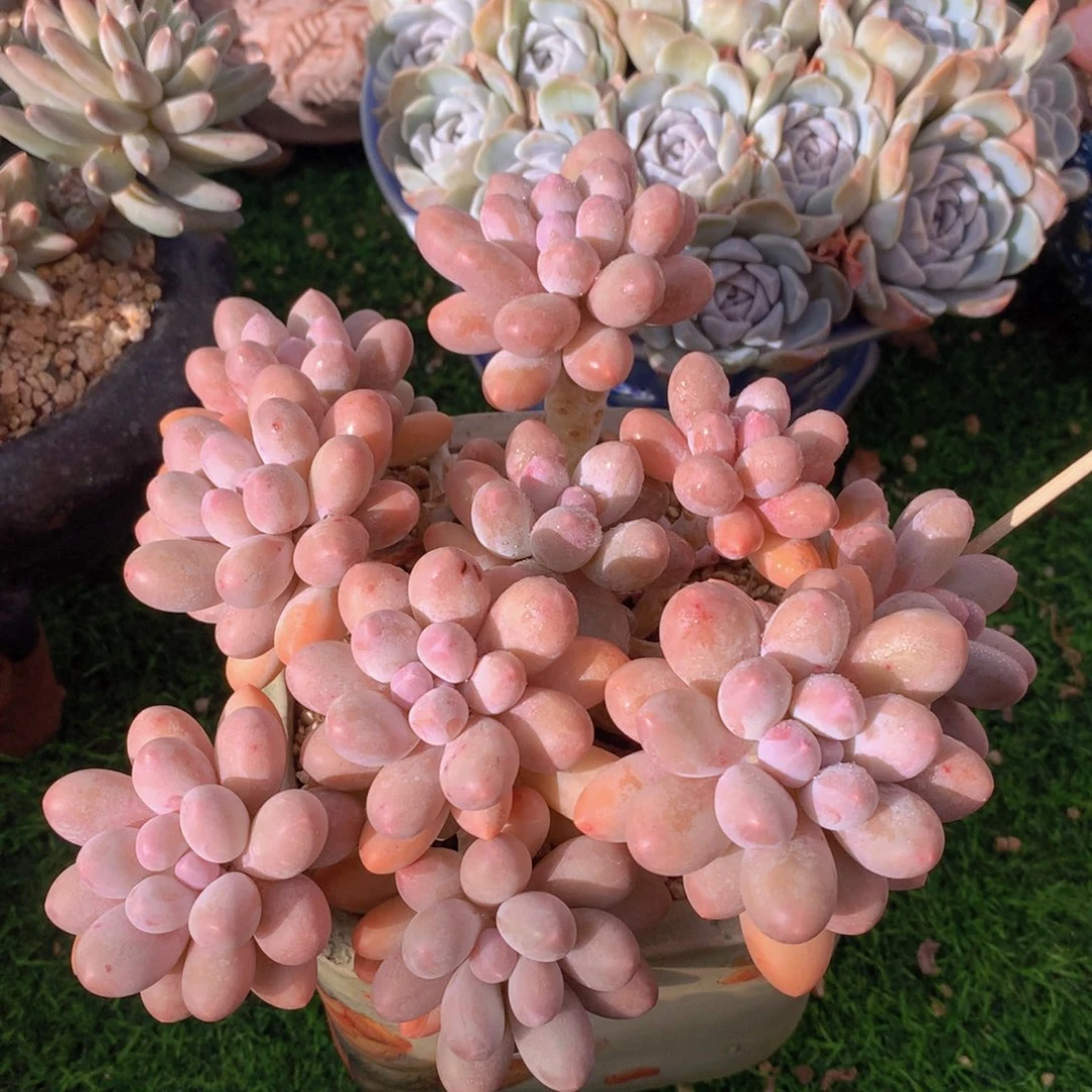 汤圆18 公分一物一拍