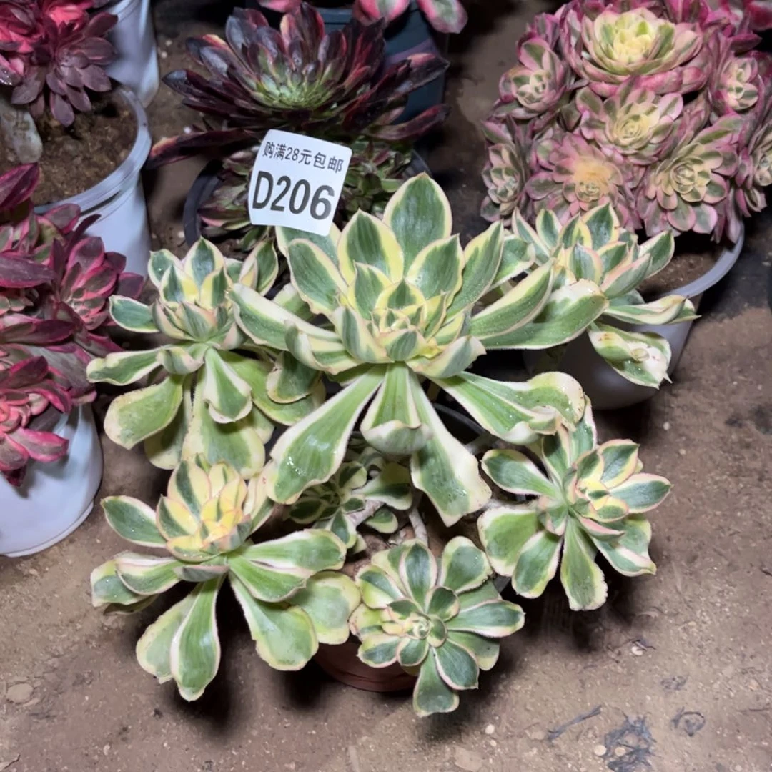 206多肉植物艳姿锦
