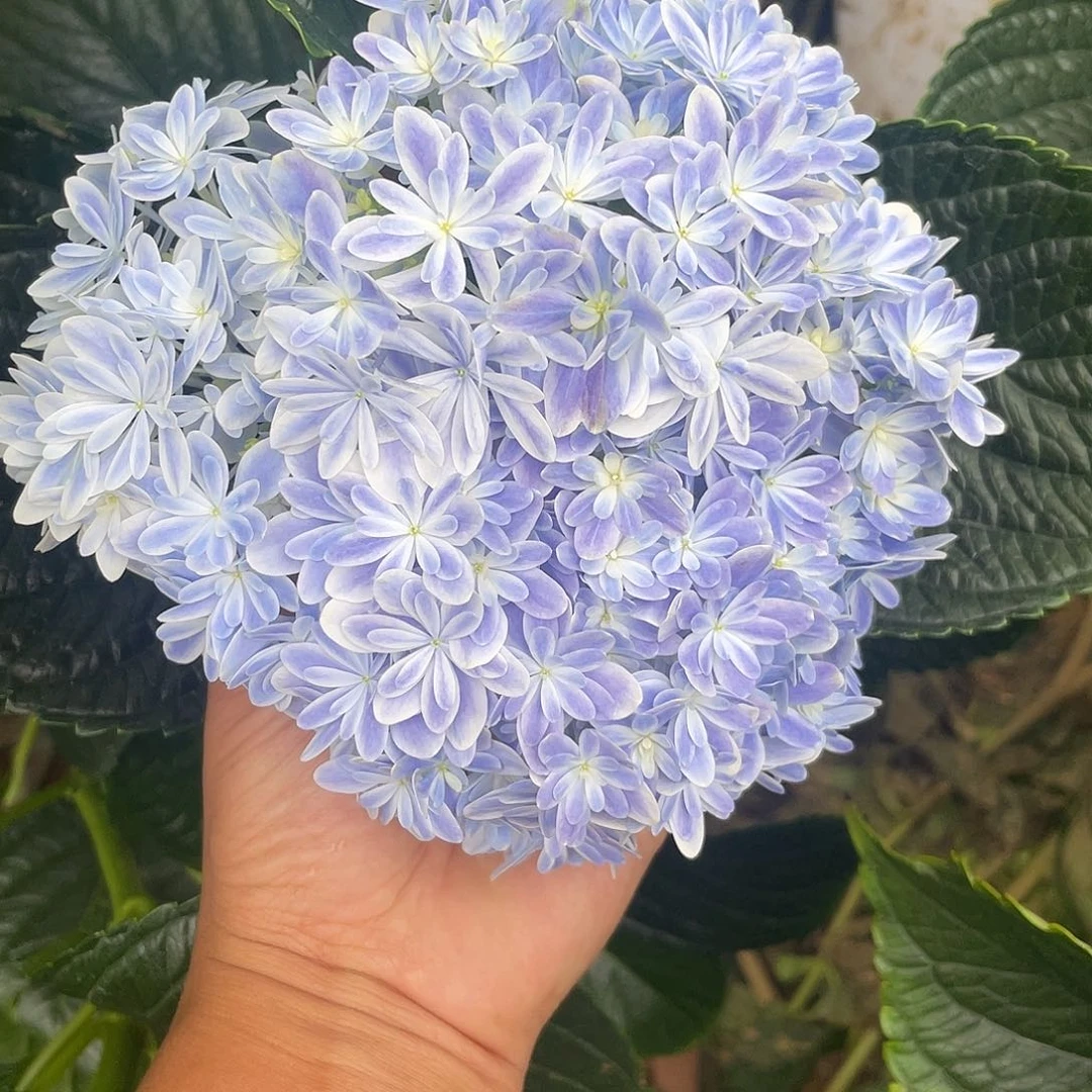 绣球切花一物一拍3枝起包邮，67
