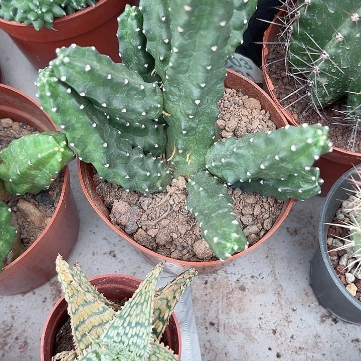 水仙情郎随机一颗