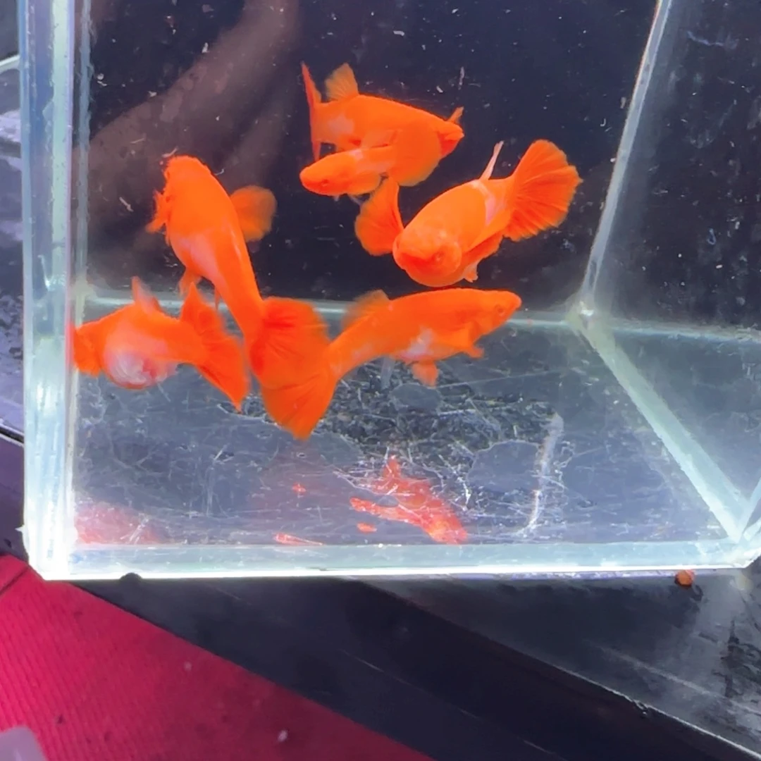孔雀鱼鸿运分水6条