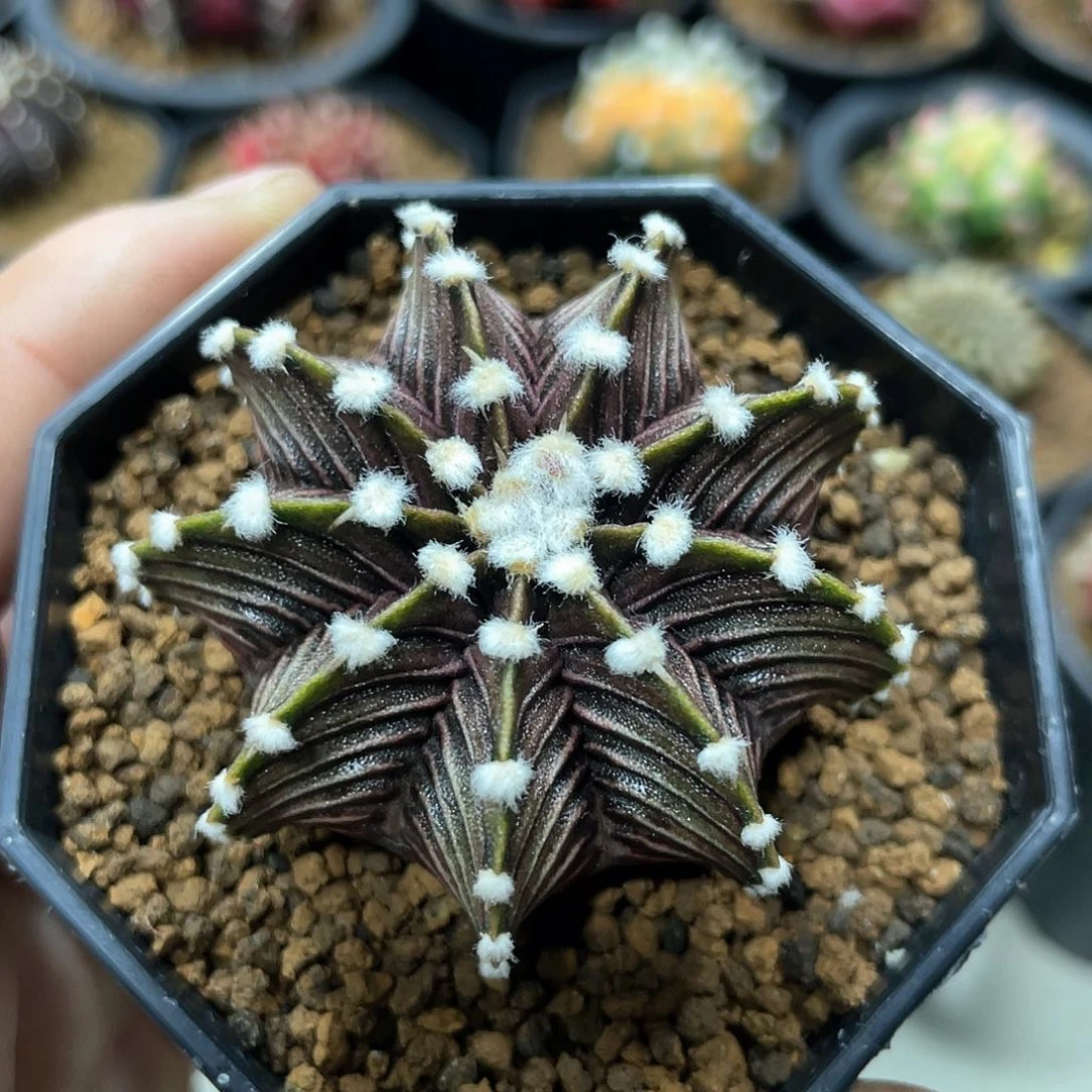 泰系实生根，高绒黑肋骨