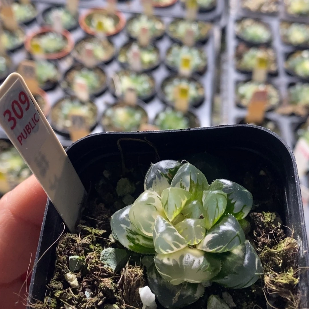 不开花植物309水中月十二卷多肉植物