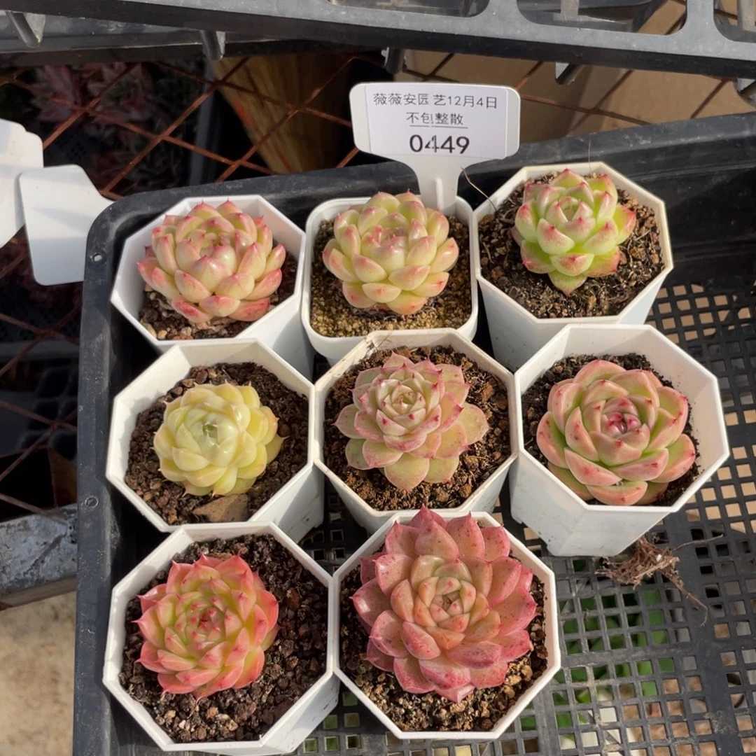 不包整散 盆子不售后0449