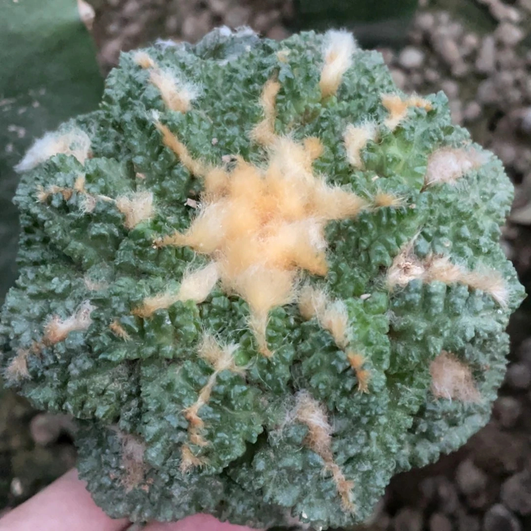 全部花朵中筋戈犹龟甲牡丹 仙人球