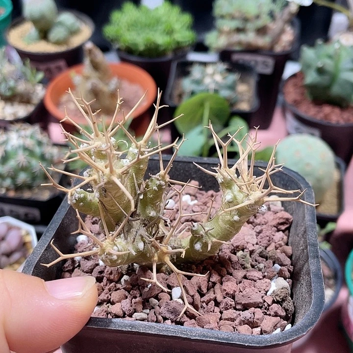 569黑鬼殿厚墩菊块根