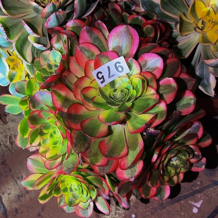 975宽锦多肉植物处理不售后奶白