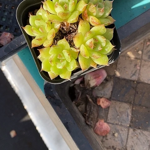 夜**兰1043多肉植物老桩