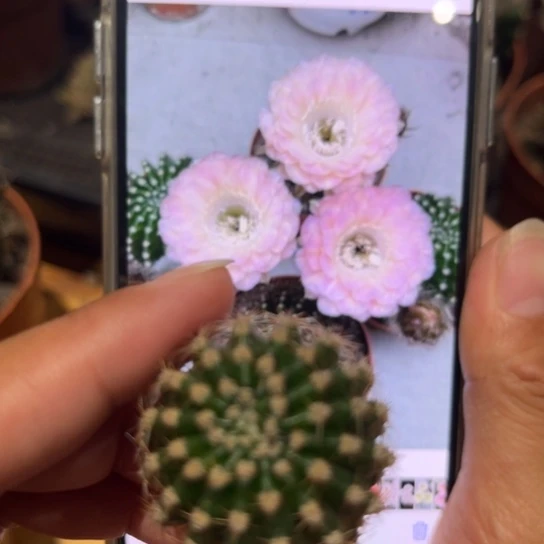 露露40号2公分左右侧芽