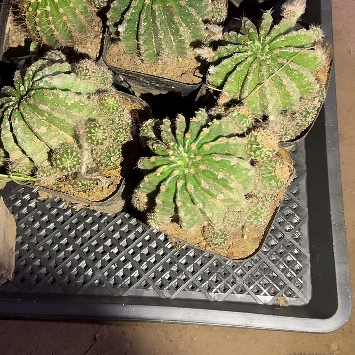 浓桃金冠服8公分彩草脱土发货