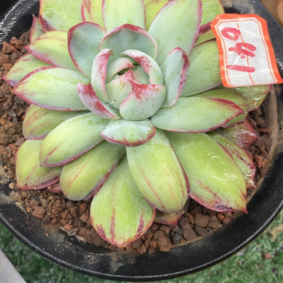 041 一物一拍28包邮非偏远