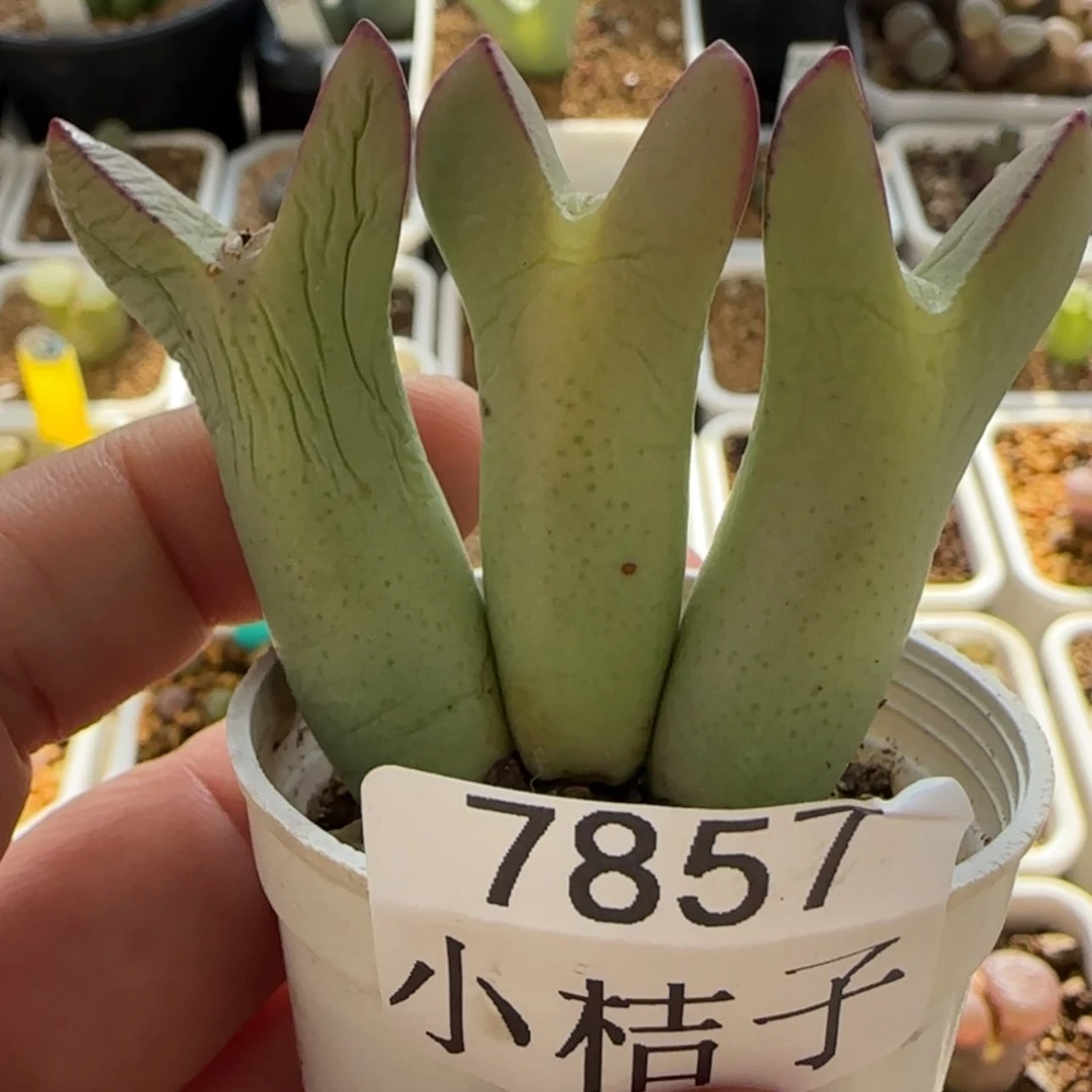 【闪购商品】l****17857 寄养