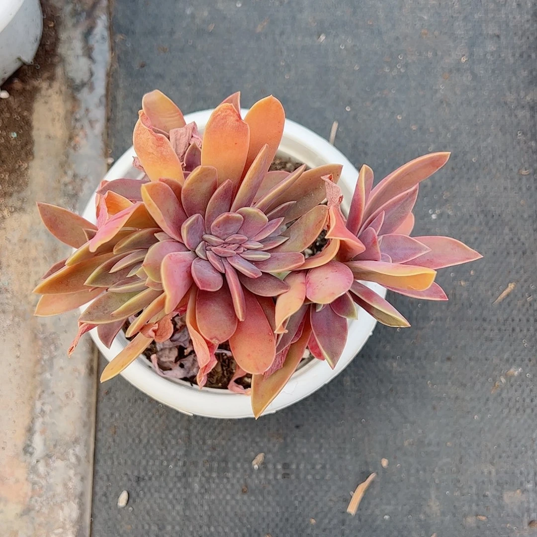 太妃糖缀160杯整装