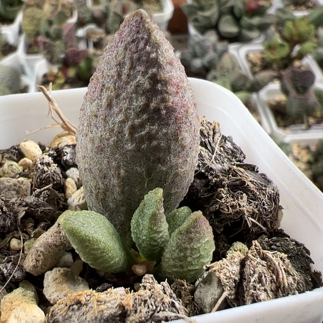 实生新品大苗多肉植物水泡