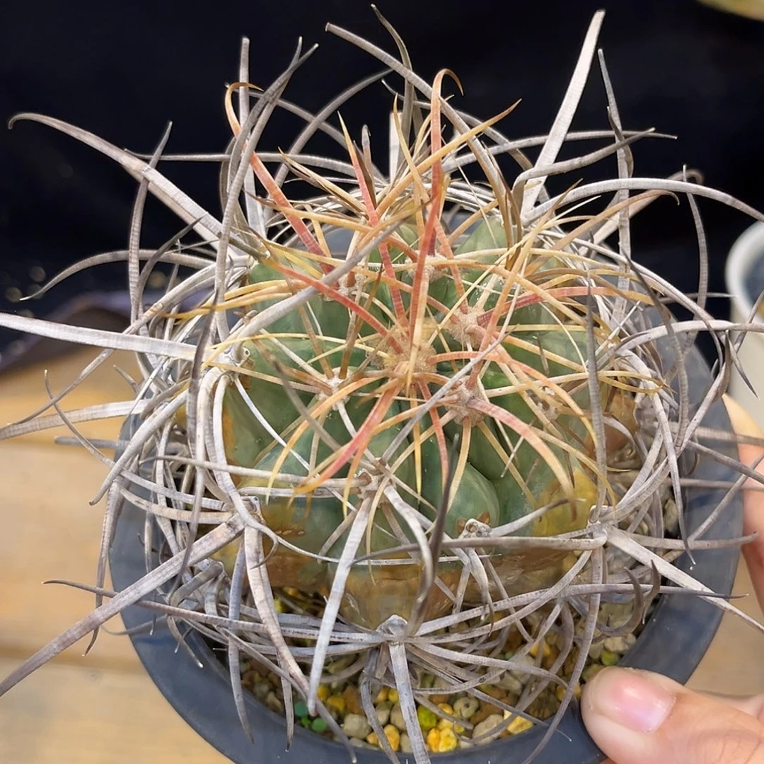 潮流植物 大龙冠 长刺