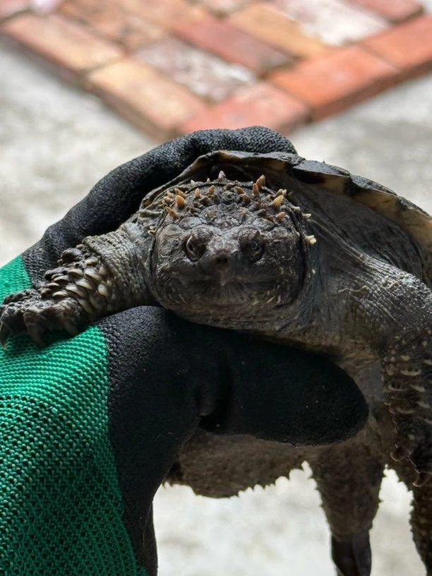 爆刺佛鳄龟水族孵化乌龟蛋
