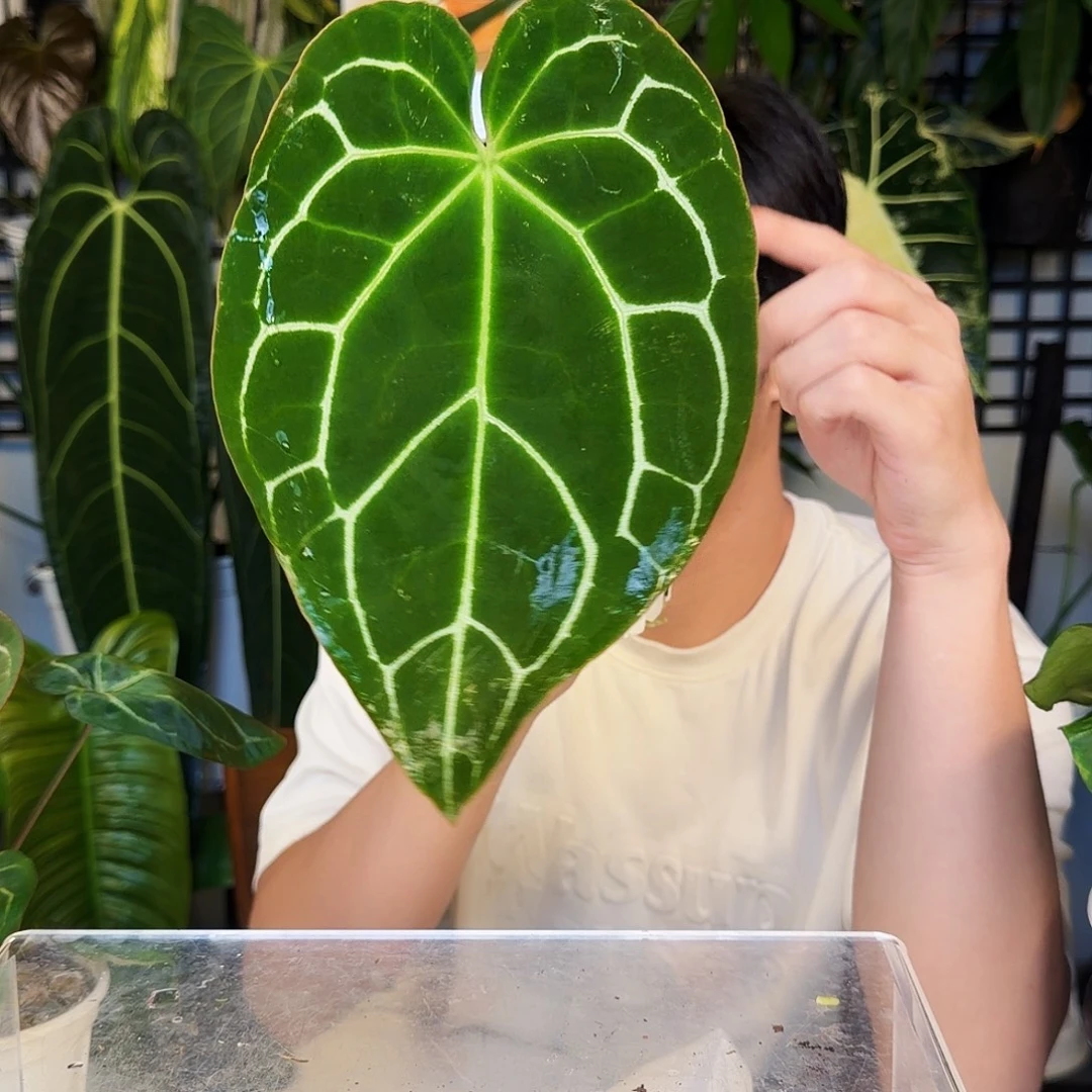 不开花植物C51 哥伦比亚