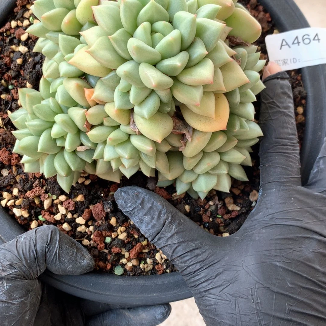 A464 售后时间签收起7天内