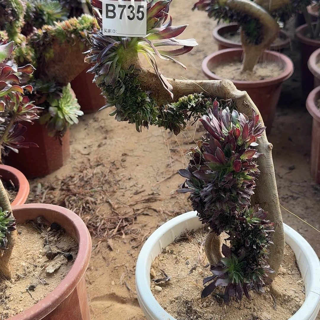 735黑法师有伤一颗满28包邮