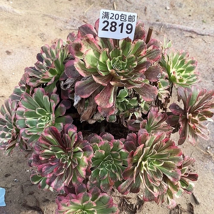 2819 一颗同花顺法师