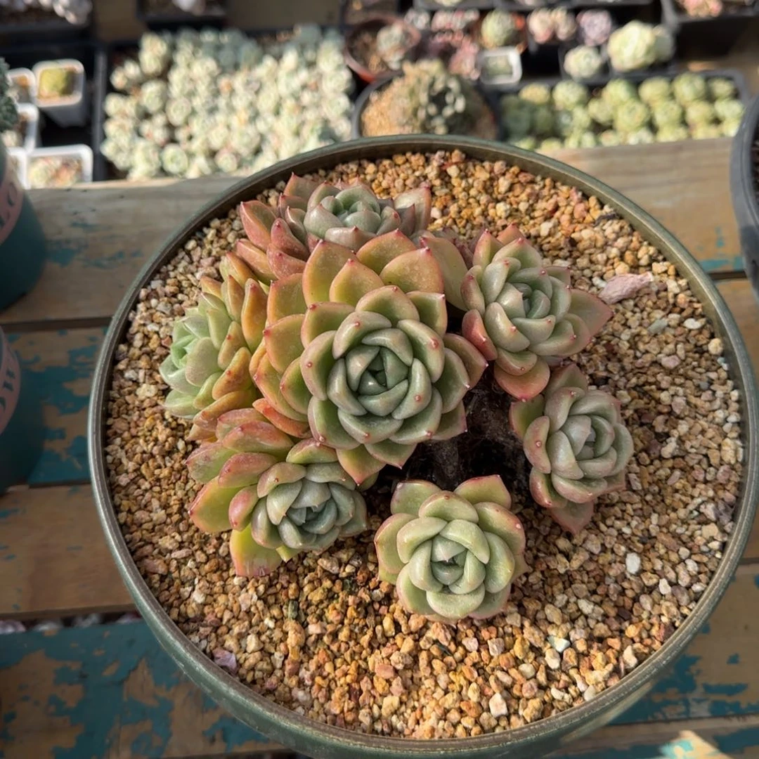 恭喜发财 恭喜发财