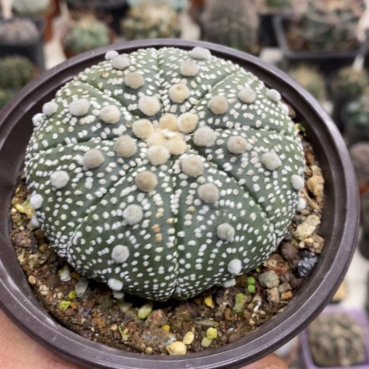 实生大号超兜特价