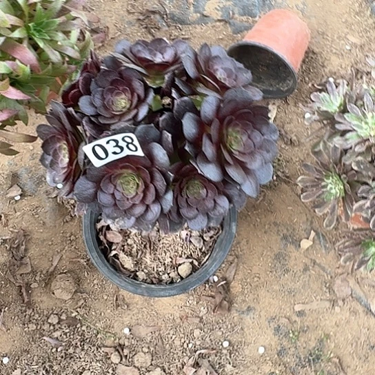 多肉植物黑玫瑰038号不包断枝