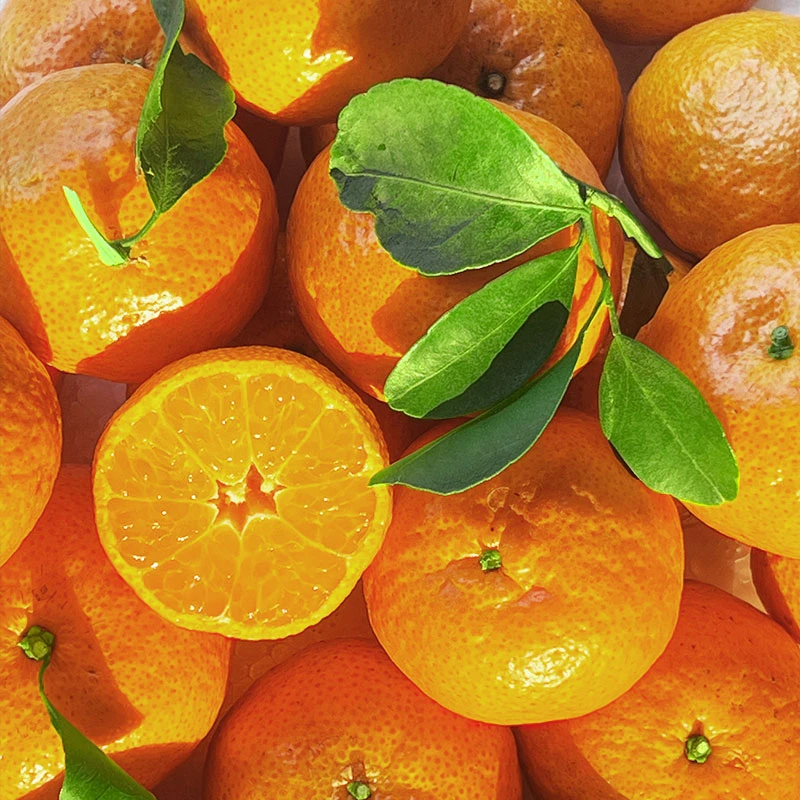 砂糖橘果园头茬新鲜现摘鲜甜多汁果肉饱满当季水果沙糖桔广西