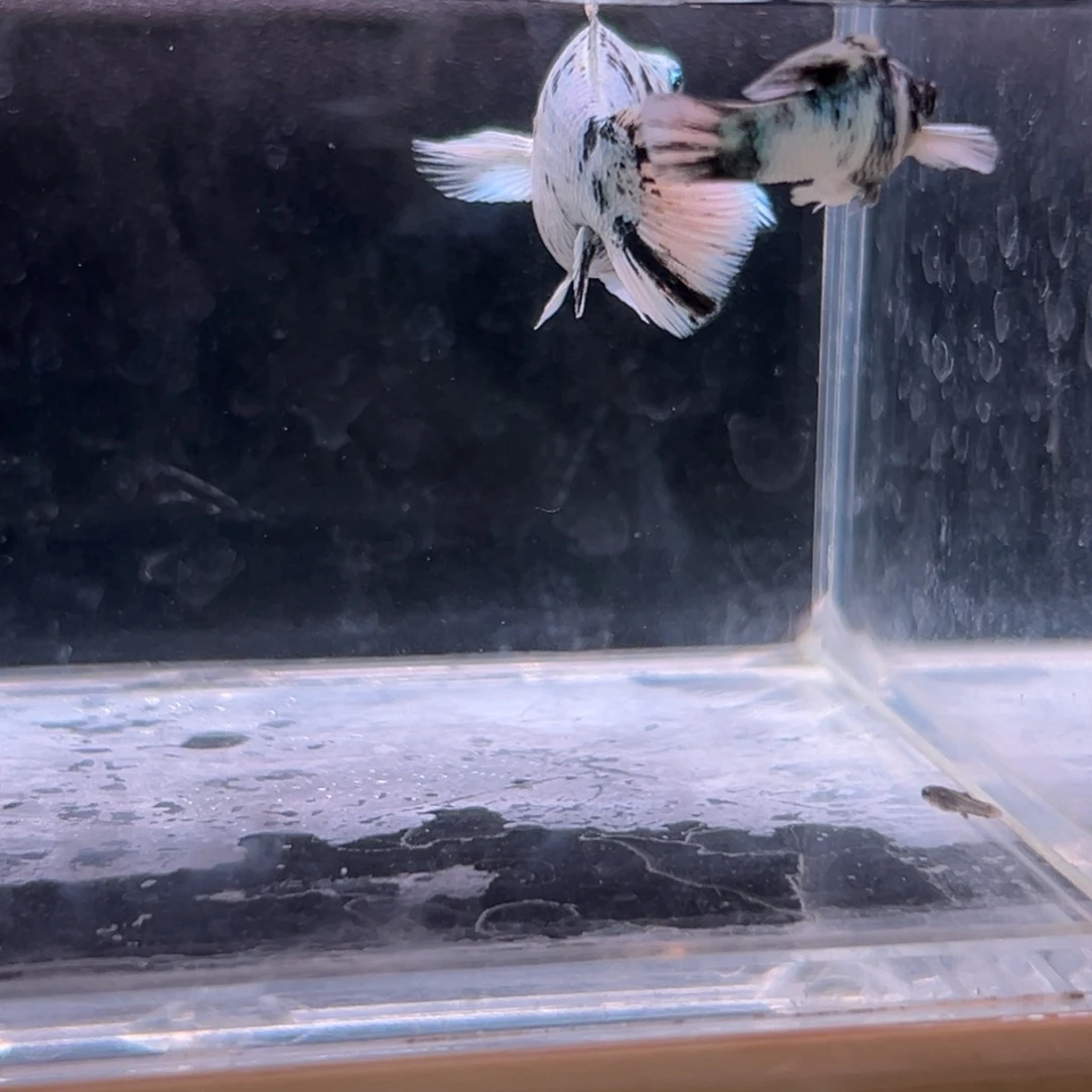 孔雀鱼水墨玛丽一对