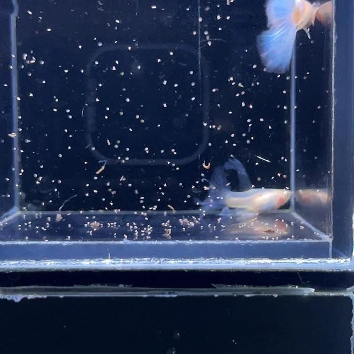 孔雀鱼蓝白绣球一对4