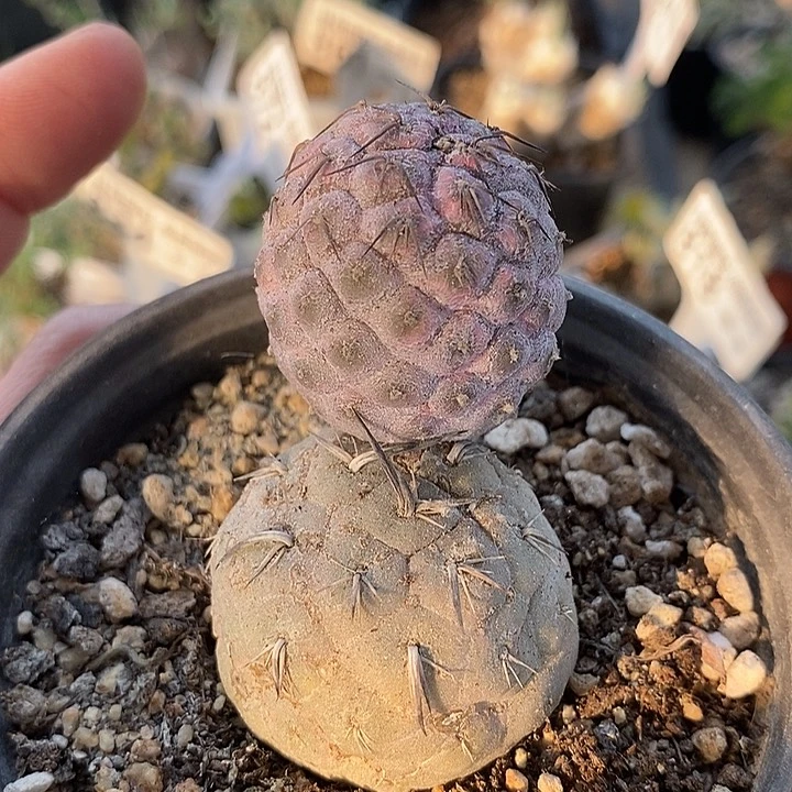 232习志野带盆一一一一