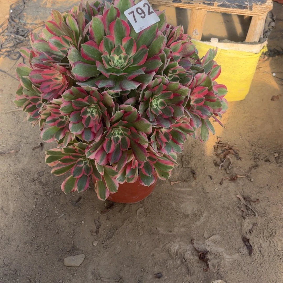 妖月792不包断枝的