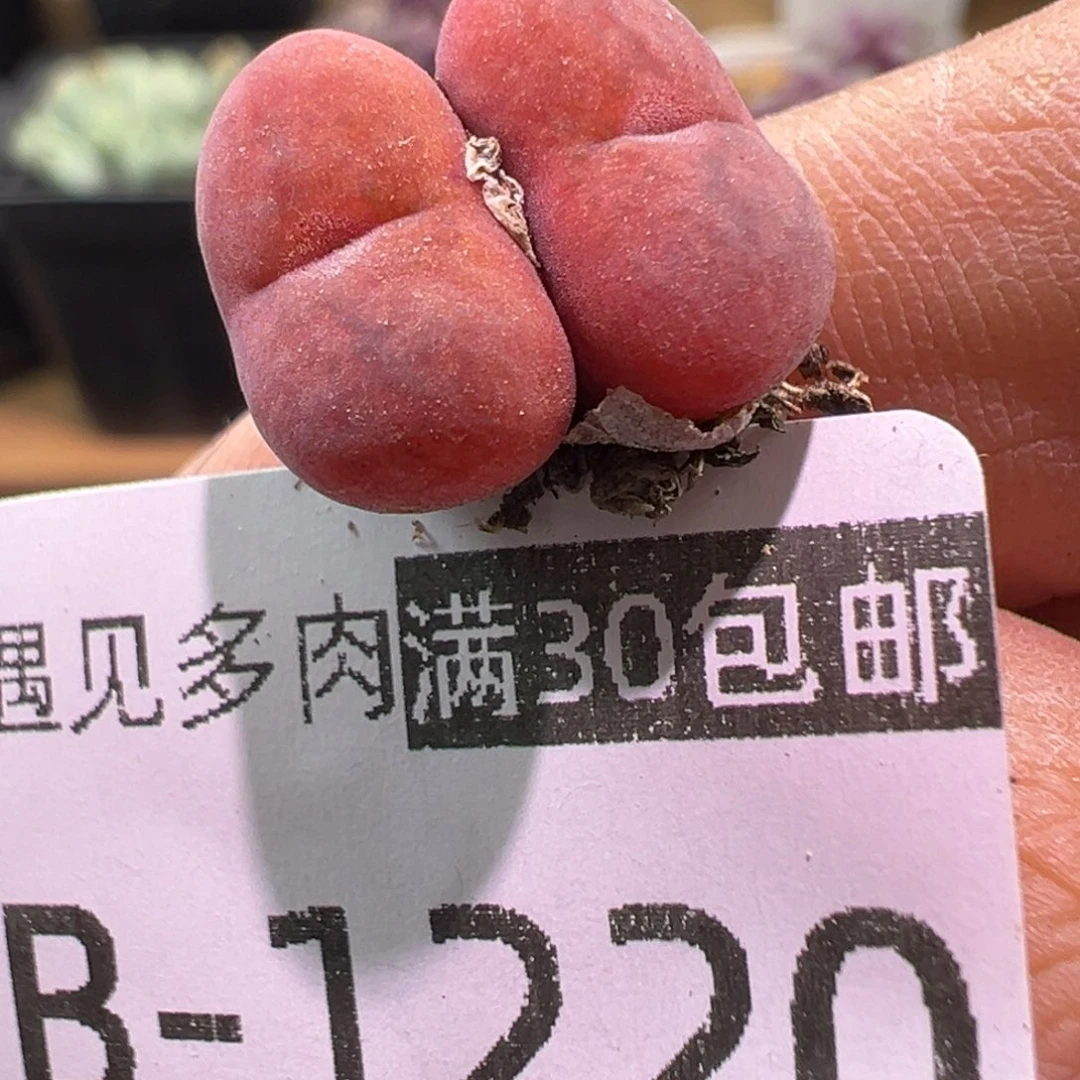 多肉植物11111111111
