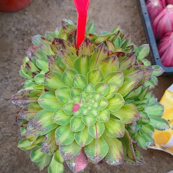 3-1036知否多肉法师