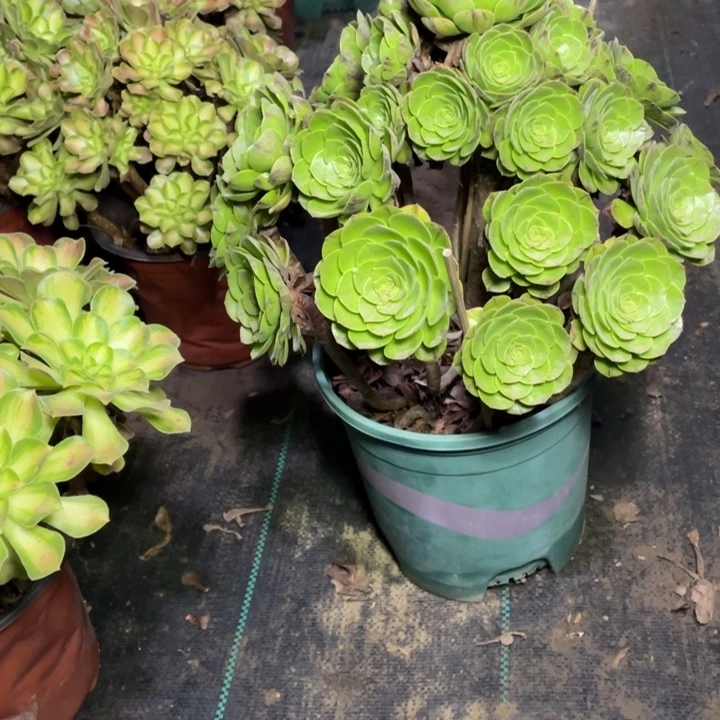 48万拉丝多肉多肉植物多肉